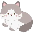 fluffy gray cat sit
