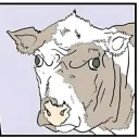 cow