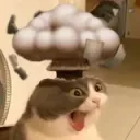 cat shocked