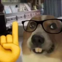 Nerd Dog