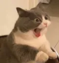 cat scream