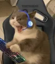 raging cat