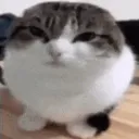 wawa sticker (legendary)