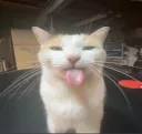 BLEH cat | .gg/generacija