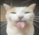 blehh