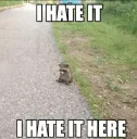 Hate it here
