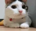 Trembling_Feline