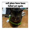 Evil cat failed 