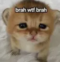 wtf brah