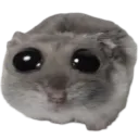 Sad Hamster