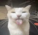 cat tongue (.gg/impress)