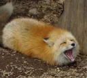 Fox Loaf