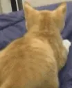 cat shake