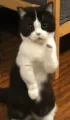 cat dance