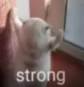 strong kitty