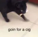 ciggy