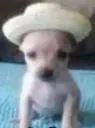 perrito ranchero