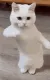 Cat Dance