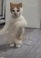 dancecat2