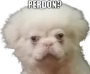 perdon¿