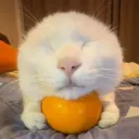 cat orange /blossomhaven