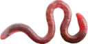 worm