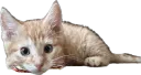 Ginger: Lay