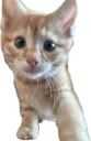 Ginger: Selfie
