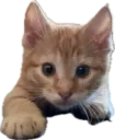 Ginger: Stare