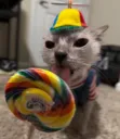 silly_cat