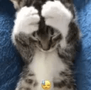 cat stress