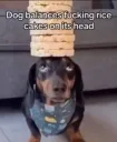 fuckingrice