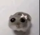 innohamster