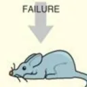 rat failure