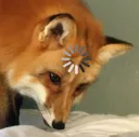 Fox Confusion