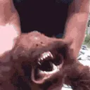 BARK BARK tiki was here