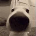 bruh