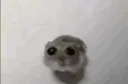 hamster
