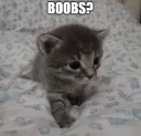 boobs?