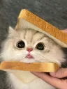 Breaded Cat 