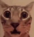shocked cat