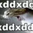 XDDD