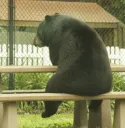 Sad Bear