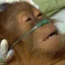 dying monkey