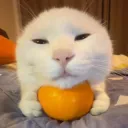 Orange Cat