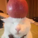 Apple Cat