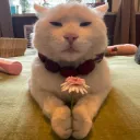 Flower Cat