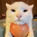 angry cat apple
