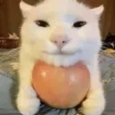 Apple Cat