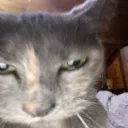 AngryCat